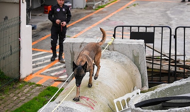 Zeyna: Maltepe’nin Yetkili Arama-Kurtarma Köpeği Olarak Göreve Başladı