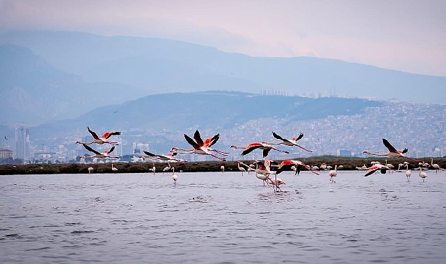 İZDENİZ’in Yarıyıl Programı: Flamingolar, Tarihi Kemeraltı ve Körfez Turuyla İzmir’i Keşfet