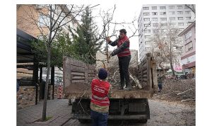 Keçiören’de Mevsimsel Budama ile Yeşil Dokunun Sağlığı Güçlendiriliyor