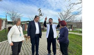 Kulübe Destek Kampanyasıyla Sokak Hayvanlarına Doğal Yaşam Alanı