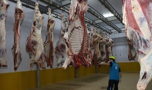 Kocaeli Büyükşehir Mezbahası: Avrupa Standartlarında Hijyen ve Güvenli Et Üretimi