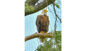 New Jersey’den Doğaya Adanmış Anlar: Kar Baykuşunu Fotoğraflayan Seferihisarlı Doğa Tutkunu
