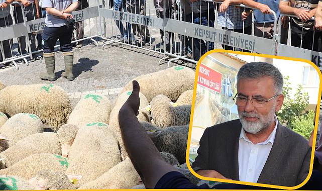 KEPSUT’TA ÜRETİCİYE ÜCRETSİZ DAMIZLIK KOÇ DESTEĞİ
